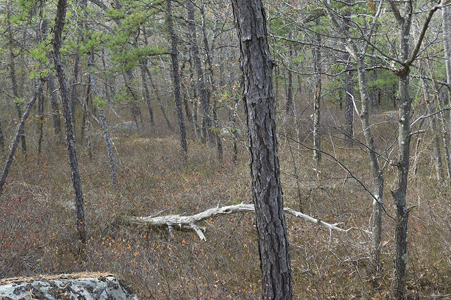 FIELDWORK: Walking Avalonia  Gloucester, Massachusetts