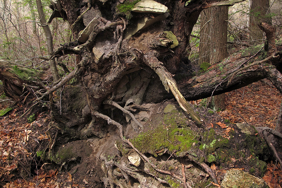 >FIELDWORK: Walking Avalonia  Beverly, MassachusettsA