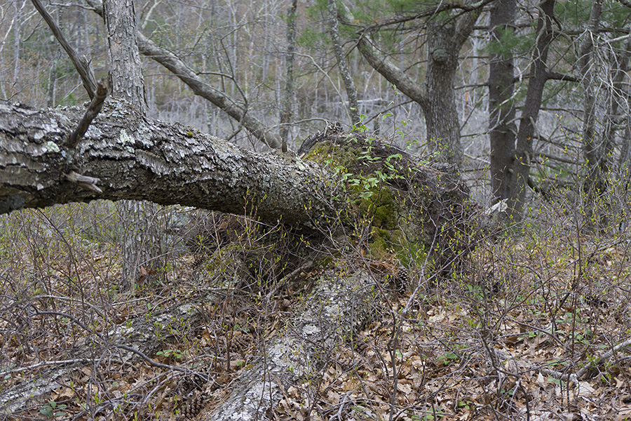 FIELDWORK: Walking Avalonia  Gloucester, Massachusetts