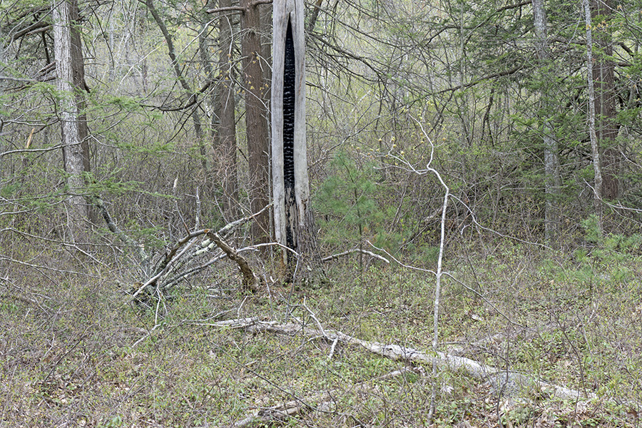 >FIELDWORK: Walking Avalonia  Gloucester, Massachusetts